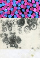 Particules humides, 2003 - encre et collage sur papier, A4
